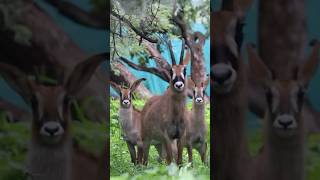 The Rarest Antelope In Africa The Roan Antelope