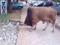 Bull vs goat