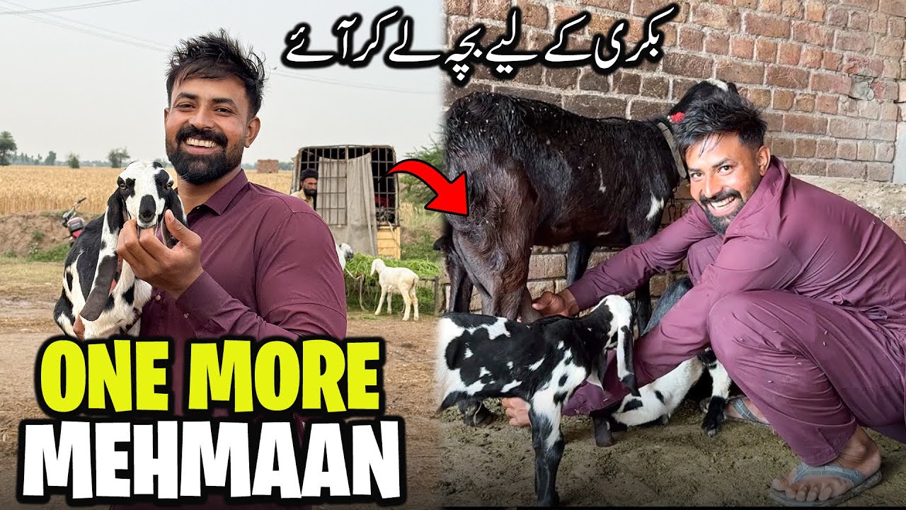 One More Guest 😲 | Waqar Bhinder Daily Routine | آج بکری کے لیے بچہ لے کر آئے