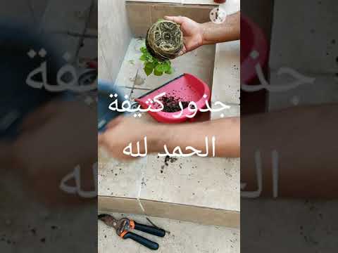 زراعة اللوز طريقة نقل شتلات لوز بحريني اسكندراني من أصيص واحد بيذام لوز حساوي هاوي زراعة منزلية