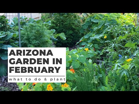 Video: Phoenix, Arizona Kalendar događaja za studeni