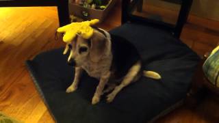 Attack of the Beagle Brain Suckers by Tom Clancy 145 views 10 years ago 27 seconds