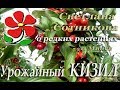 Кизил (Дёрен мужской). Малоизвестные плодовые умеренного климата.