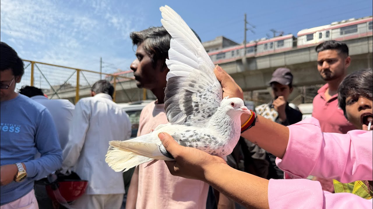 Welcome Chowk Kabootar Market Delhi 30/03/2025 Best Gole Madrasi kabli fancy Kabutar Market Delhi