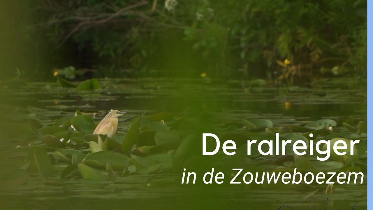 De ralreiger in de Zouweboezem #1270