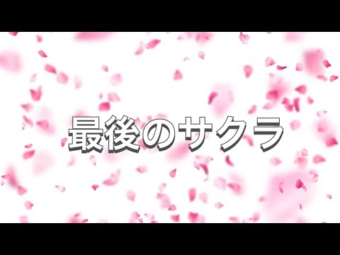最後のサクラ Youtube 最後のサクラ Youtube