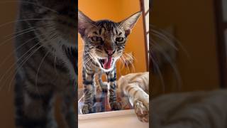 Cat Meowing 😍 #cat #cats  #ytshorts