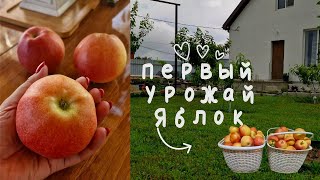 Первый УРОЖАЙ 🍎 Переезд на Юг. Станица НАТУХАЕВСКАЯ.