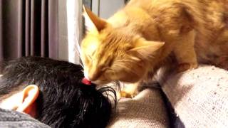 髪の毛を舐める猫 ソマリ Youtube