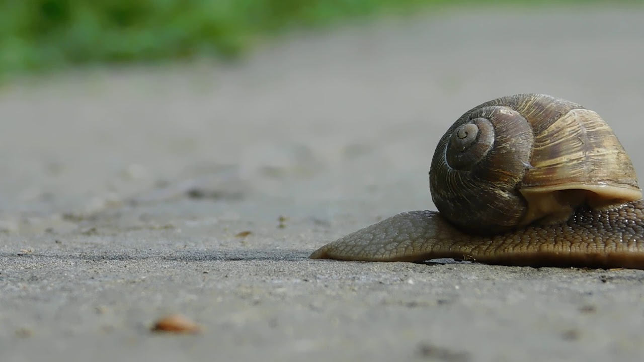 Улитка в машине