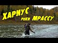 ХАРИУС РЕКИ МРАССУ. Горная шория. Шорский национальный парк.