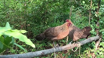 Nkauj Qaib Seev Tsauj Zoo Nyiam nug yuav Tau Nawb 0302132069 app 02095873356