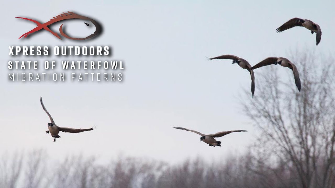 xo-state-of-waterfowl-migration-patterns-episode-17-youtube