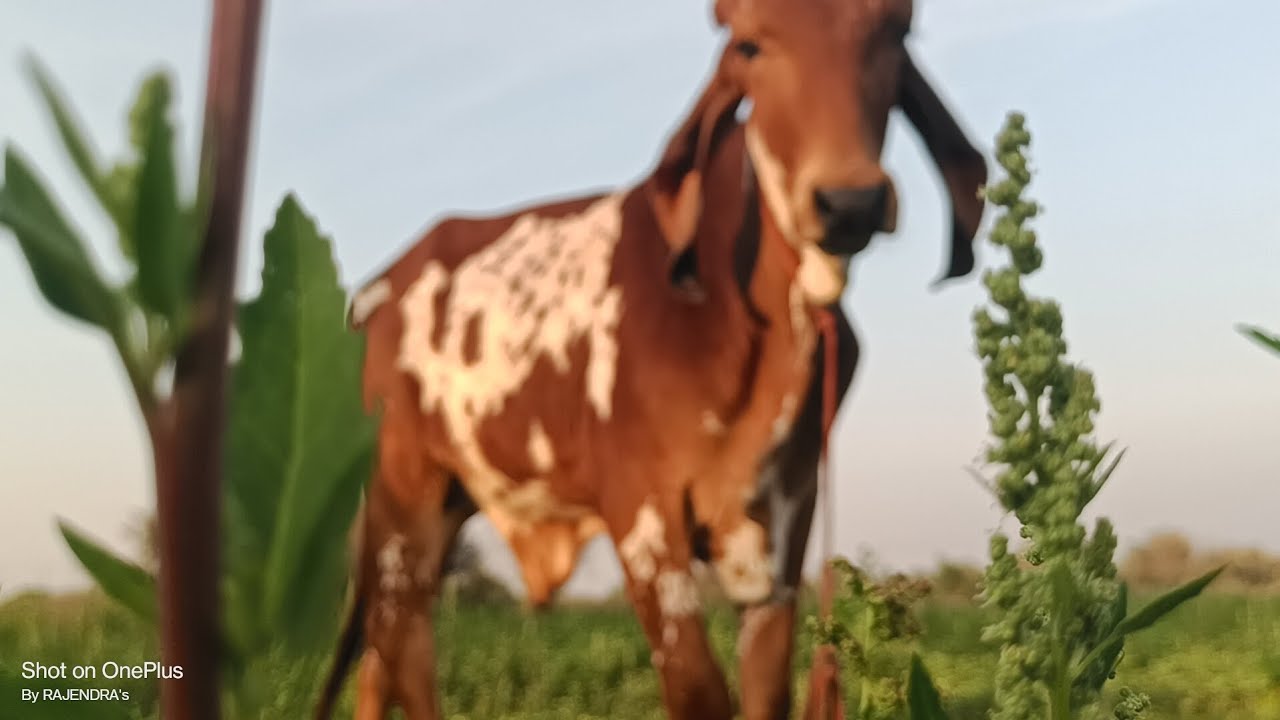 One of CHANDRABHAGA FARM'S pride "GURU" son of legend "AMAR"