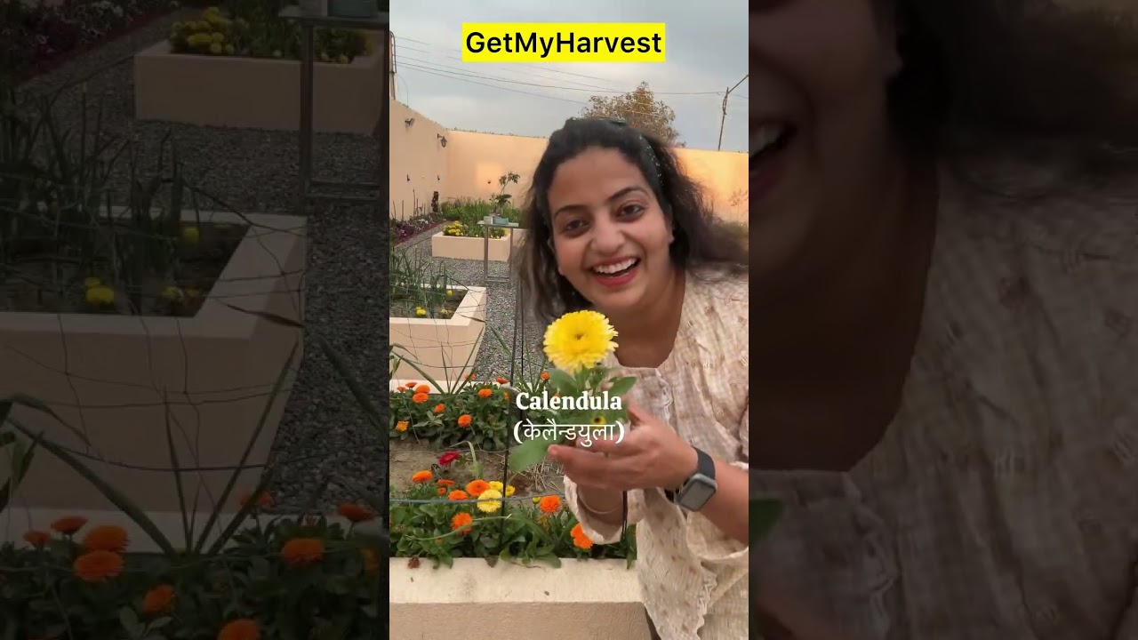 Flower Harvest from my Garden March 2025 | Itne saare phool khil rahe hain #shorts