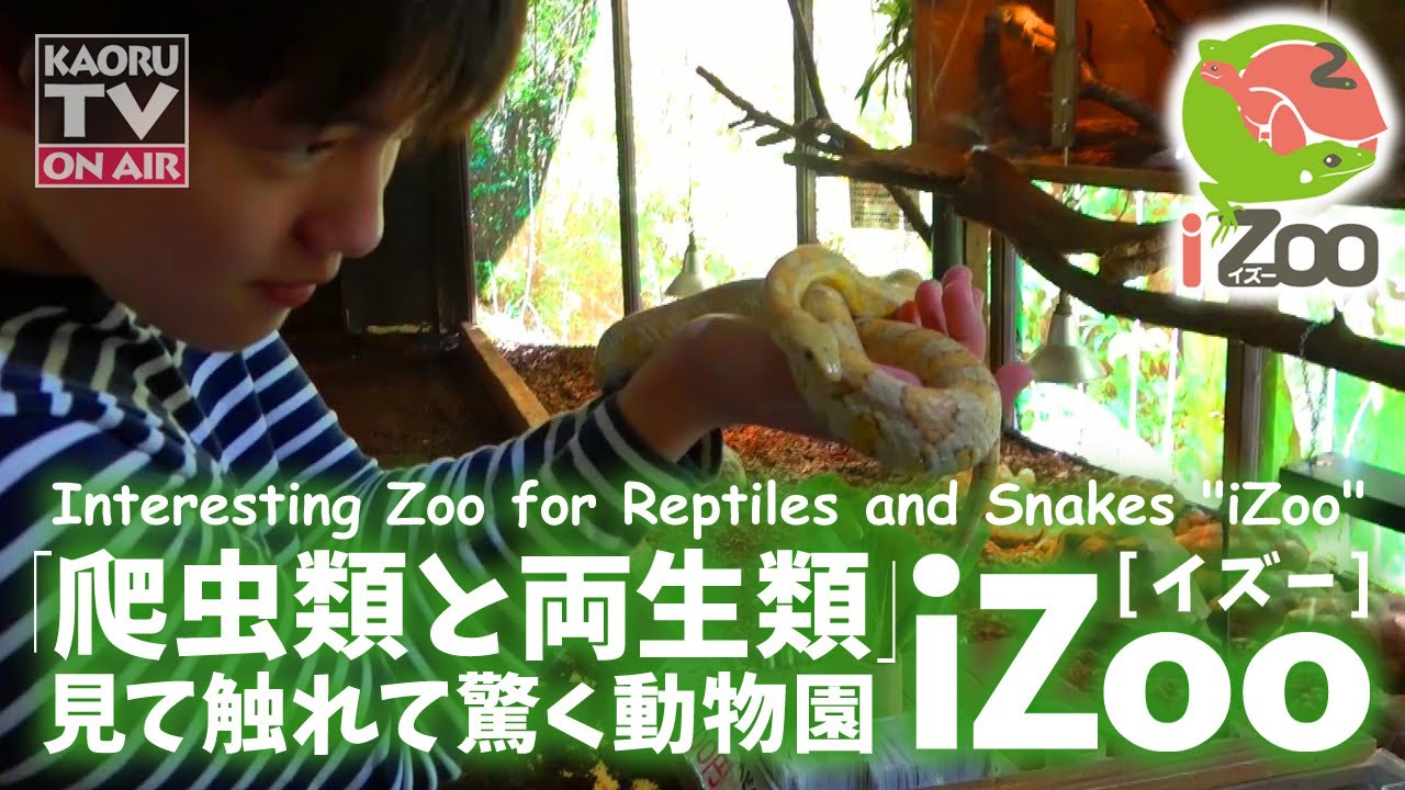 🦎🐍🐢爬虫類専門動物園 iZooイズーが最高！Interesting Zoo for Reptiles and Snakes "iZoo" with English Sub
