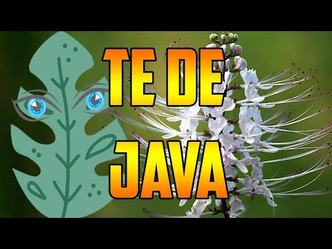 Java Tea #benefits Orthosiphon aristatus 🌿 WHAT IS IT FOR? 🌿Uses🌿 #plants 🌿 #nature ORTHOSIPHON