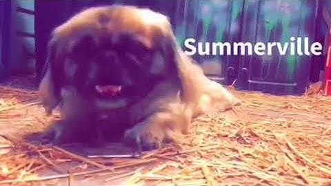 Summerville Trailer 1