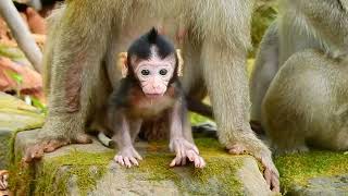 Leo Monkey Playing With Bird So Funny...monkey Cute Ll Ep393