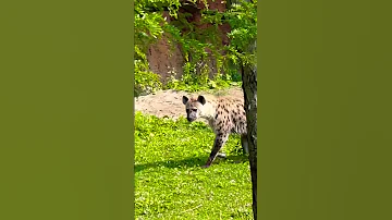 Is This Shenzi Banzai Or Ed Shorts Hyena Thelionking 