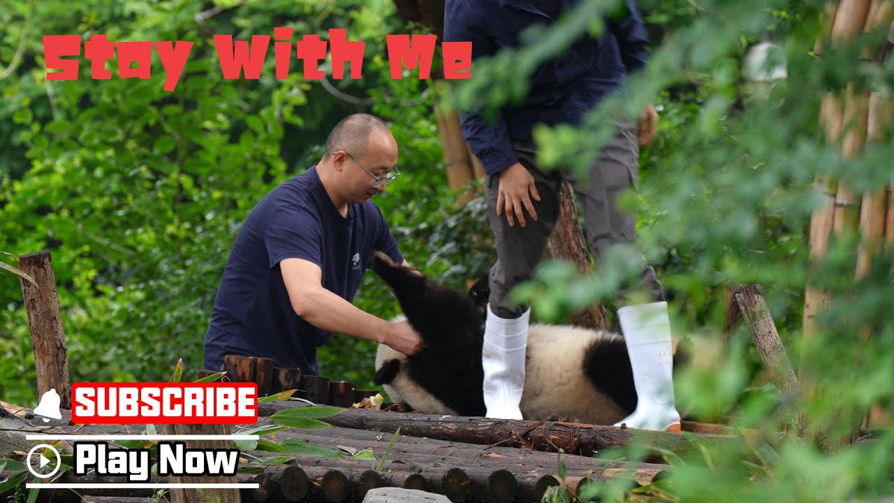 when-panda-won-t-let-you-clock-out-of-work-ipanda-youtube