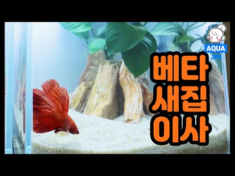 베타 어항 새로 만들기 ! 그리고, 바테리 나나로 베타침대 만들어줬어요! Setting up simple Betta tank and moving