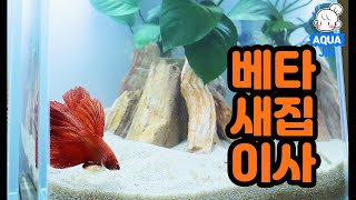 베타 어항 새로 만들기 ! 그리고, 바테리 나나로 베타침대 만들어줬어요! Setting up simple Betta tank and moving