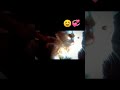 cat cute 🥰 cat acchi lagi to subscribe karke Jana 😁#shortvideo #viralvideo #cute #cat #subscribe