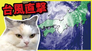 台風直撃したらものすごいイカ耳になった猫がこちら 【関西弁でしゃべる猫】【猫アテレコ】