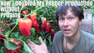 How I Doubled My Pepper Production without Pruning