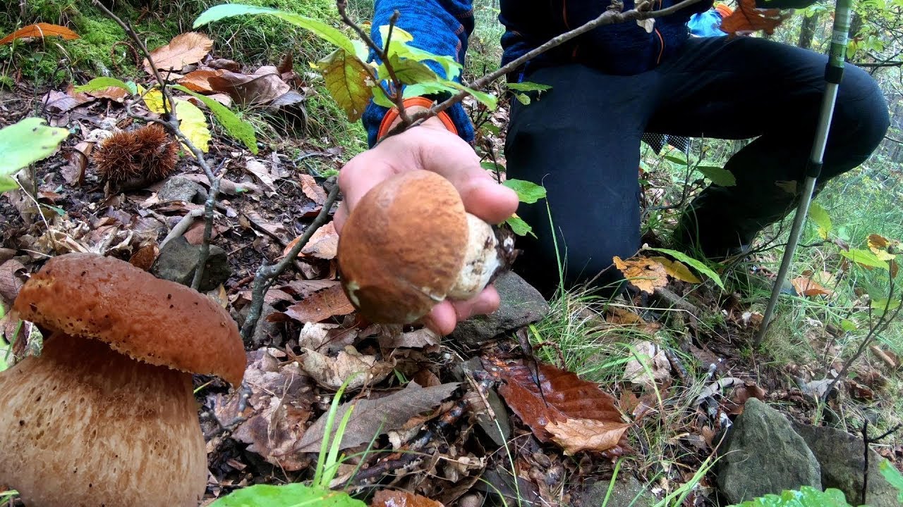 Funghi porcini 2019 Video Vlog alla Toscana! YouTube