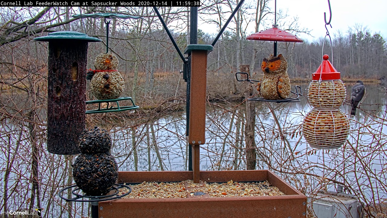 Sharp-shinned Hawk Maneuvers Between Hanging Feeders In Pursuit Of ...