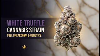 What is White Truffle? (Full Cannabis Strain Breakdown & Genetics)