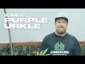 Purple Urkle Strain Review and Grow Information with Eric Brandstad | Homegrown Cannabis Co.