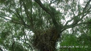 SeaEagleCAM4 Live Stream