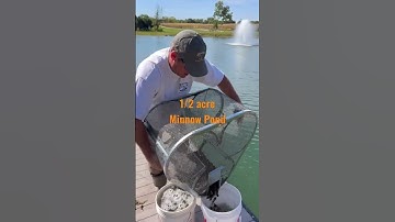 Tadpoles Galore #trapping #fishingbait #forager #fishstocking