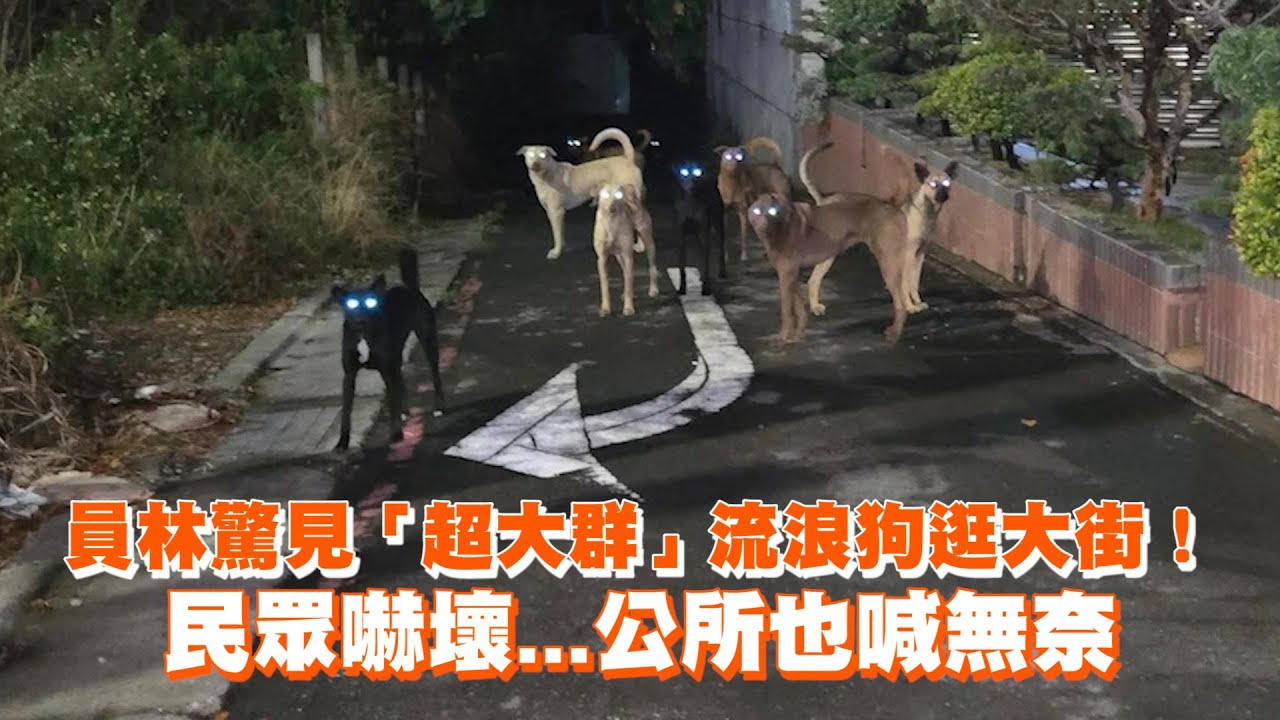 員林驚見「超大群」流浪狗逛大街! 民眾嚇壞...公所也喊無奈 - YouTube
