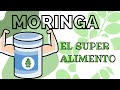 Contraindicaciones de la moringa