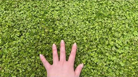 The language of science defined through place Queens Park Moonee Ponds