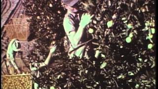 The Big Squeeze 1960S- Clip