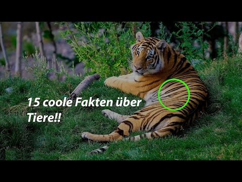 15 coole Fakten