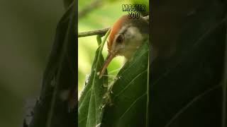 El Sastre Del Bosque