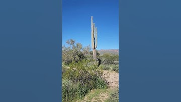 Thumbnail of Huge Saguaro Cactus in the Pheonix Desert @ArizonaAmbience 🏜