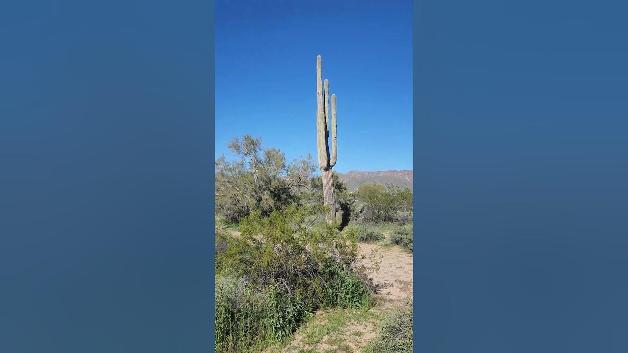 Huge Saguaro Cactus in the Pheonix Desert @ArizonaAmbience 🏜