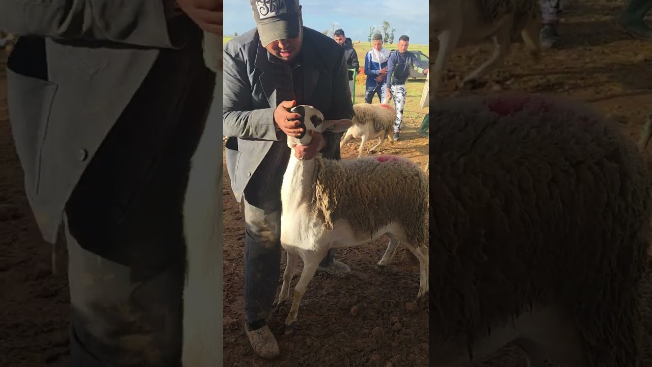 الحولية الملكية 👑 لشريت من الكساب كاميلي #تجمع_القراقرة #Anoc 2026