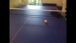 Chat Qui Joue Au Ping-Pong