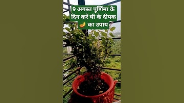 9 अगस्त पूर्णिमा के दिन करें घी के दीपक का उपाय#shorts #viralvideo #pradeepmishra #bhakti