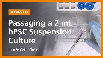 Passaging a 2 mL hPSC Suspension Culture in a 6-Well Plate