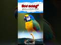 కేరళ వరదల్లో ప్రాణాలు కాపాడిన చిలుక 😳🦜#shorts #shortsfeed #trending