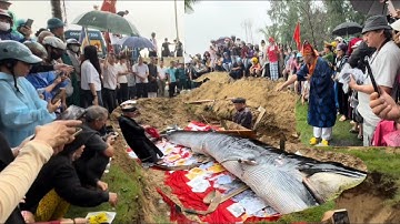 An Táng Cá Ông Loài Cá Linh Thiêng Theo Phong Tục Tập Quán Của Ngư Dân Vùng Biển Đà Nẵng 